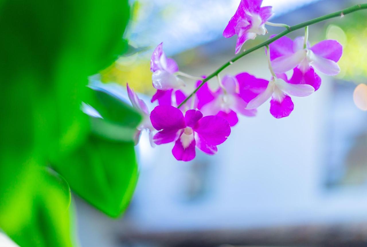 Villa Green Space Matara Exteriér fotografie